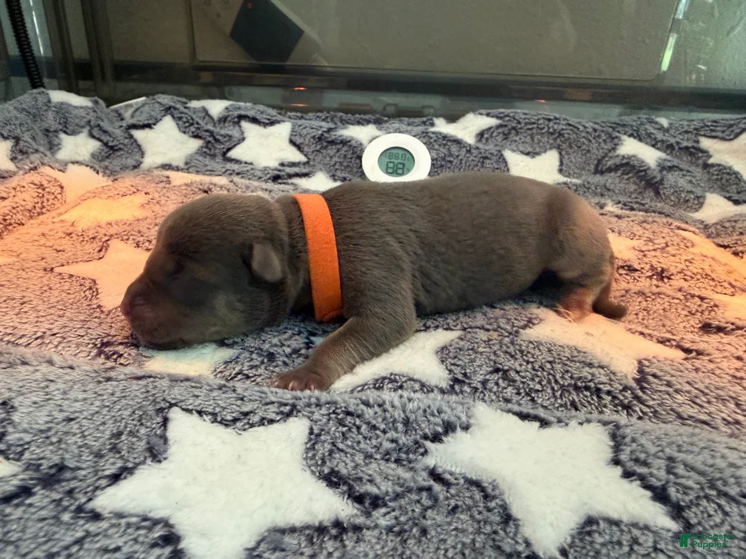 American Bully dogs for sale: American Bully 3 - Ad 1