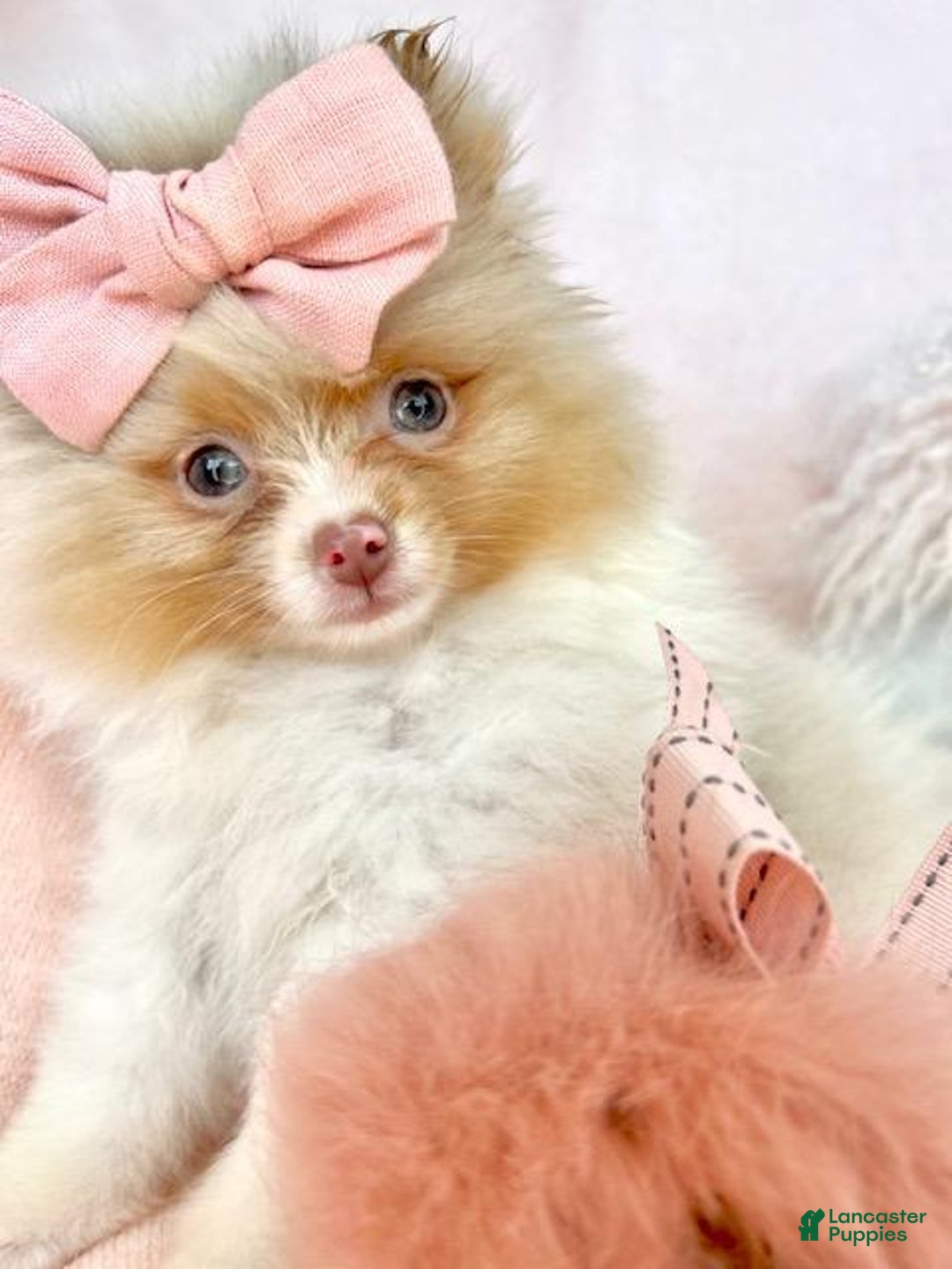 Pomeranian dogs for sale: Pomeranian Puppy 6 - Ad 3