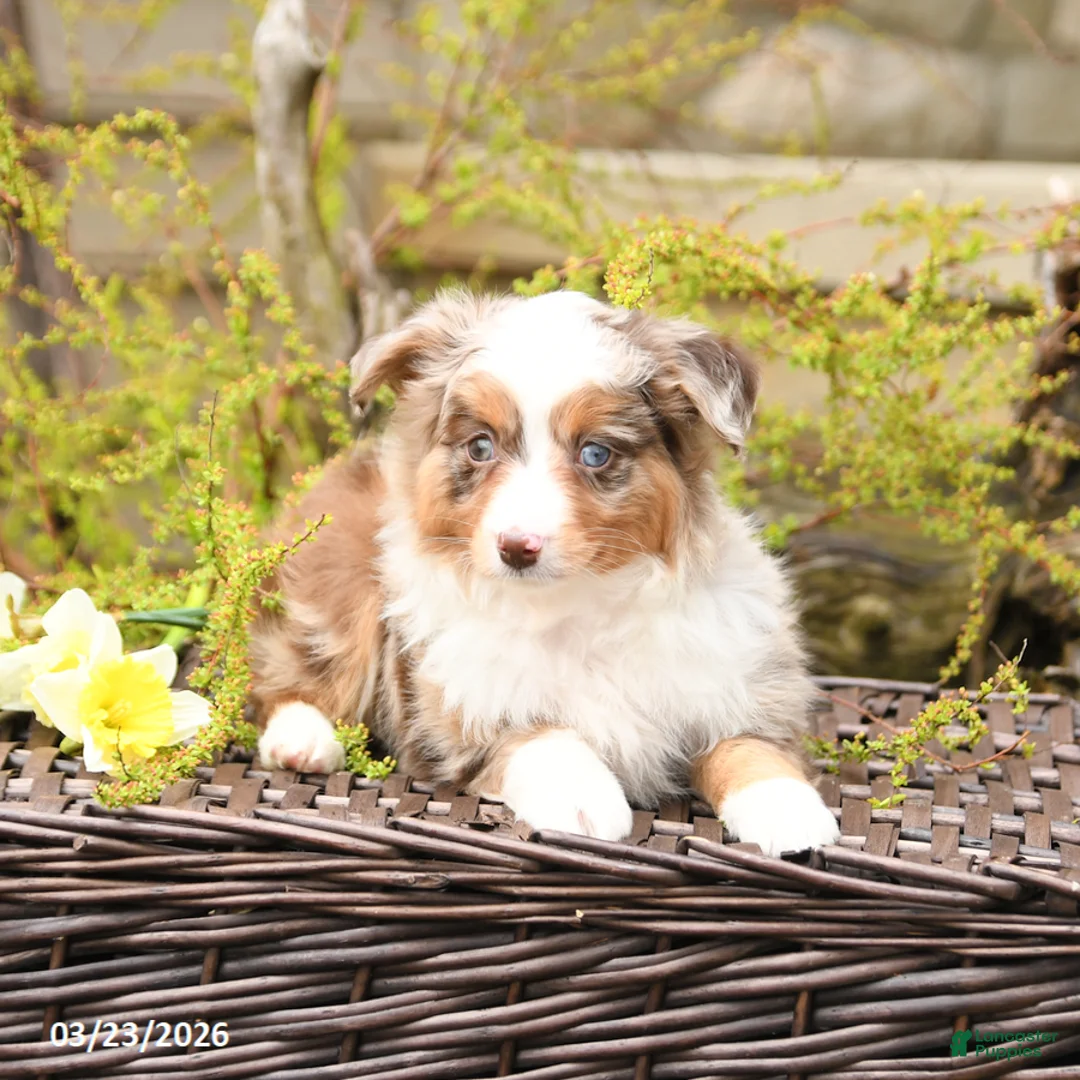 Miniature Australian Shepherd dogs for sale: Spur - Ad 2