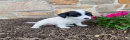 Mixed Breed dogs for sale: Dolly - Ad 2