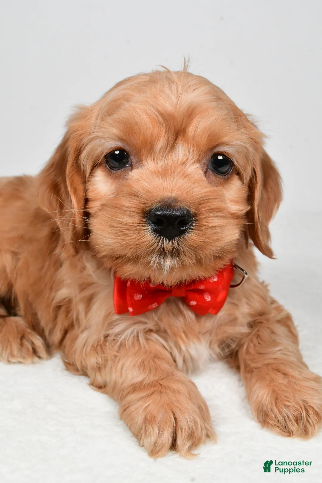 Cockapoo dogs for sale: Patrick - Ad 3