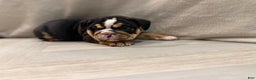English Bulldog dogs for sale: Comet - Ad 5