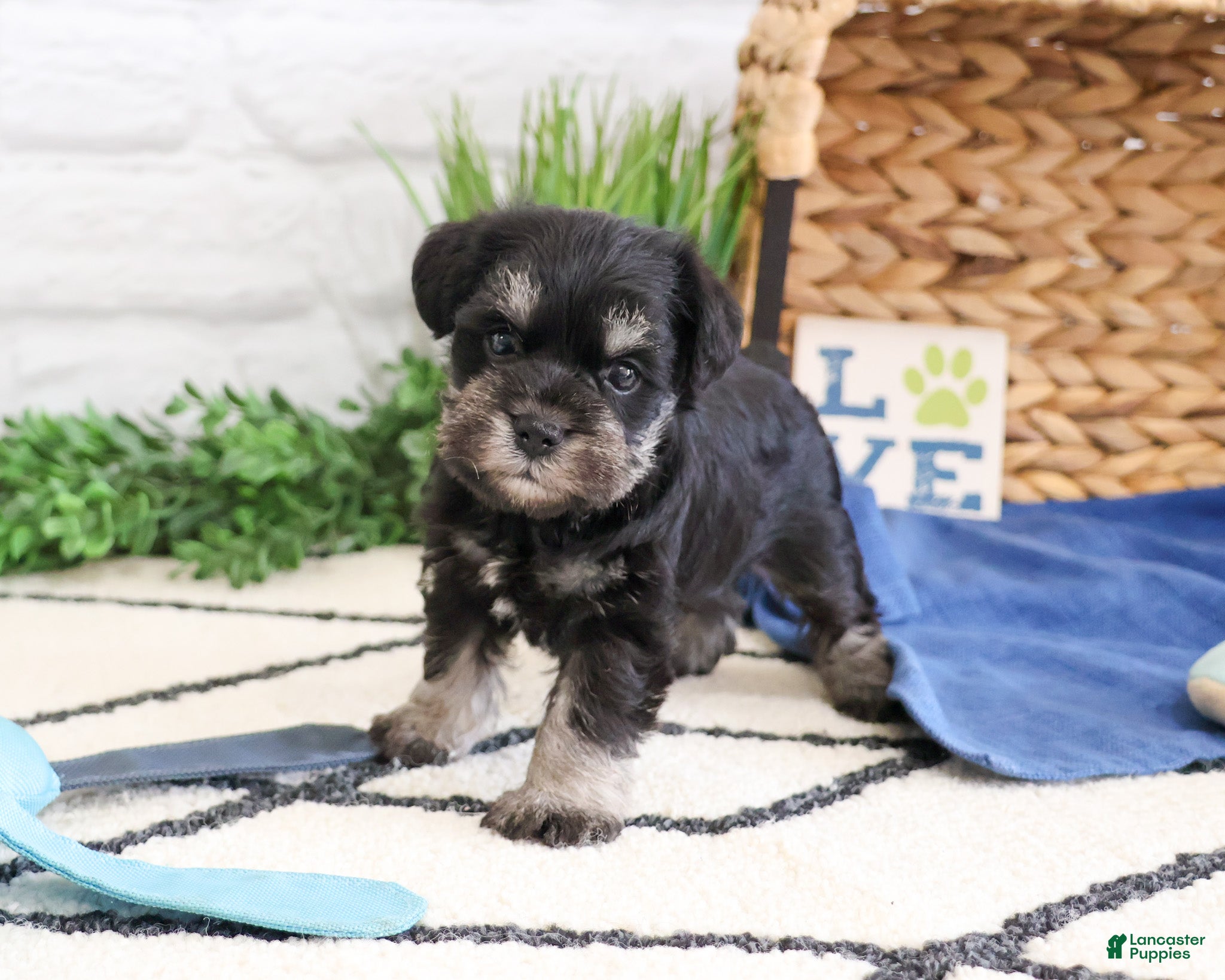 Miniature Schnauzer dogs Otto  - Ad 39