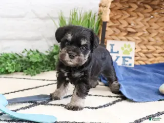 Miniature Schnauzer dogs Otto - Ad 39
