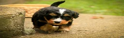 Mini Bernedoodle dogs for sale: Boone F1 Mini Bernedoodle  - Ad 6