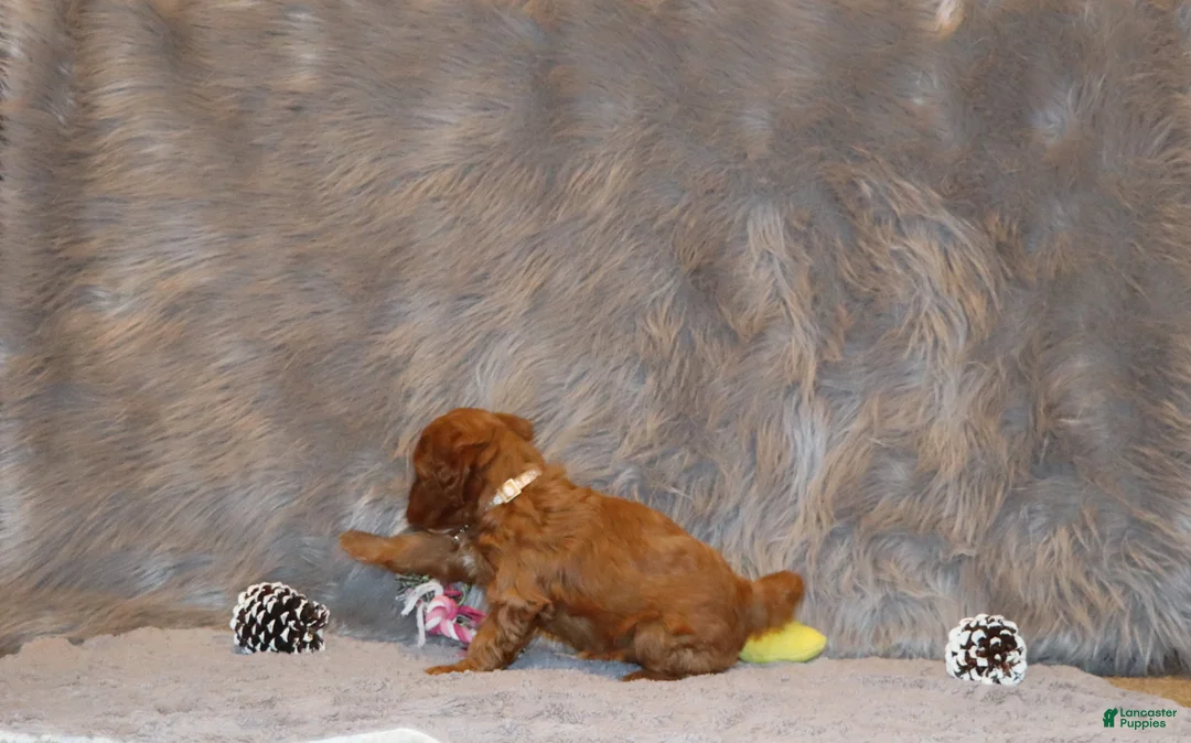 Mini Goldendoodle dogs for sale: Whitney 🌷 Genetic Clear Parents - Ad 35