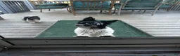 Biewer Terrier dogs for sale: Duke - Ad 3