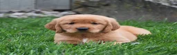 Golden Retriever dogs for sale: Gala - Ad 4