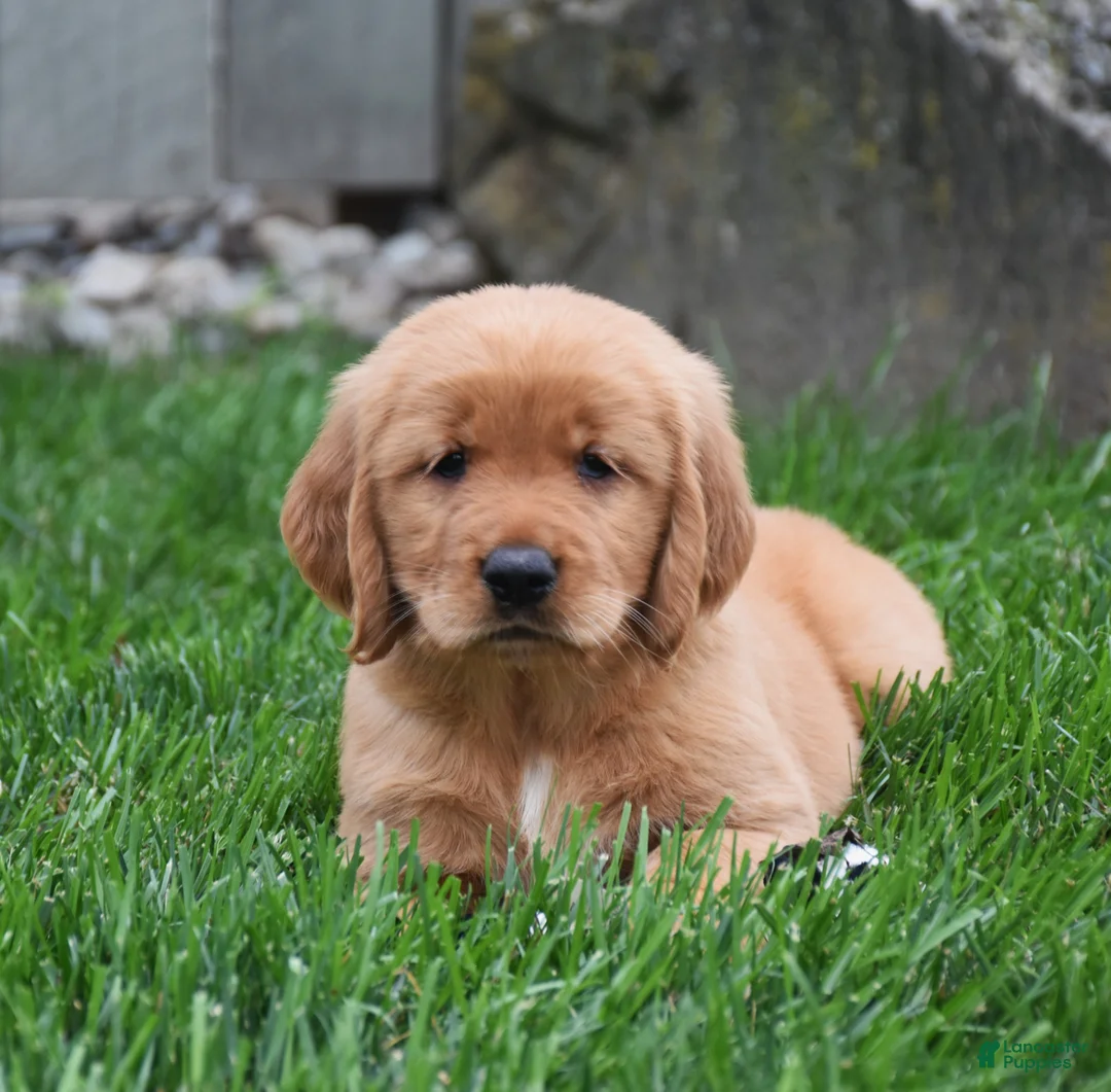 Golden Retriever dogs for sale: Gala - Ad 4