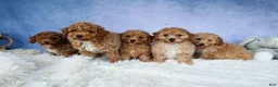 Miniature Poodle dogs for sale: WINNIE - Ad 19