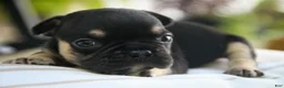 French Bulldog dogs for sale: Finn French Bulldog  - Ad 12