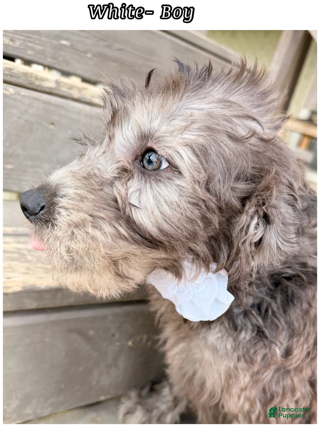 Mini Sheepadoodle dogs for sale: White  - Ad 3