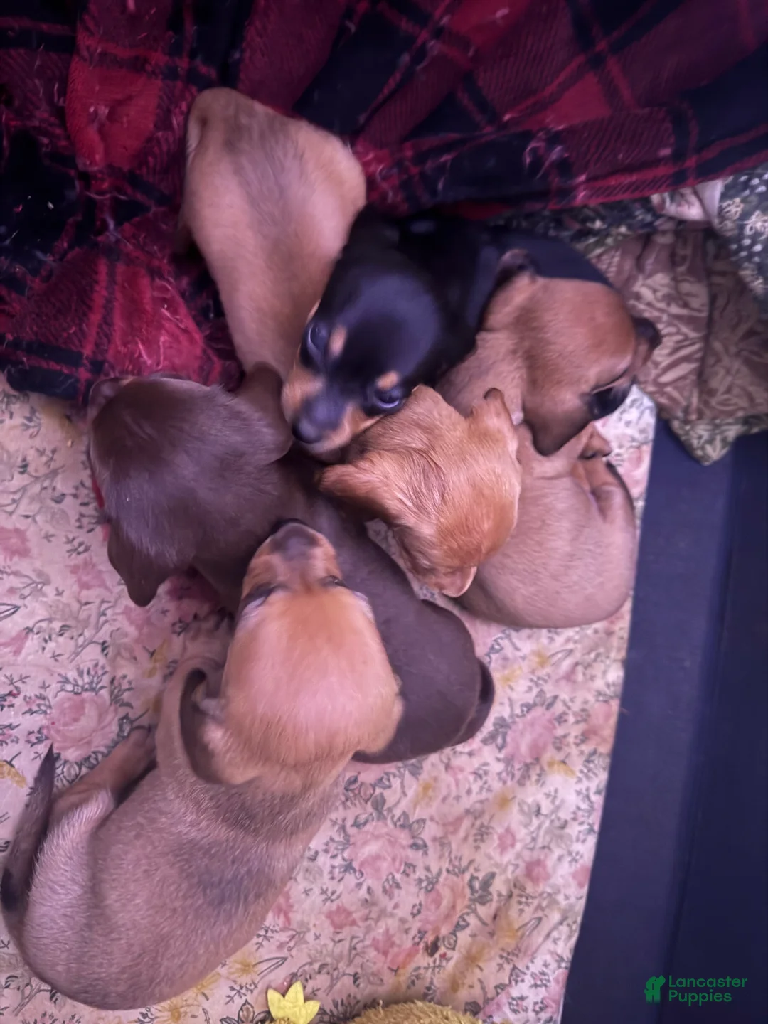 Miniature Dachshund dogs for sale: Mac - Ad 2