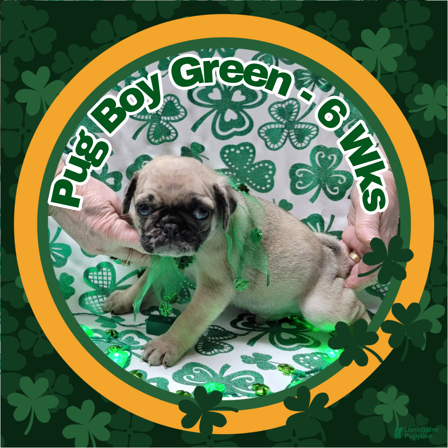 Pug dogs Pug Puppy Boy Green - Ad 39
