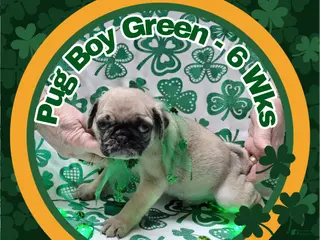 Pug dogs Pug Puppy Boy Green - Ad 39