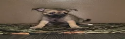 Chihuahua dogs for sale: Chihuahua Puppy 1 - Ad 5
