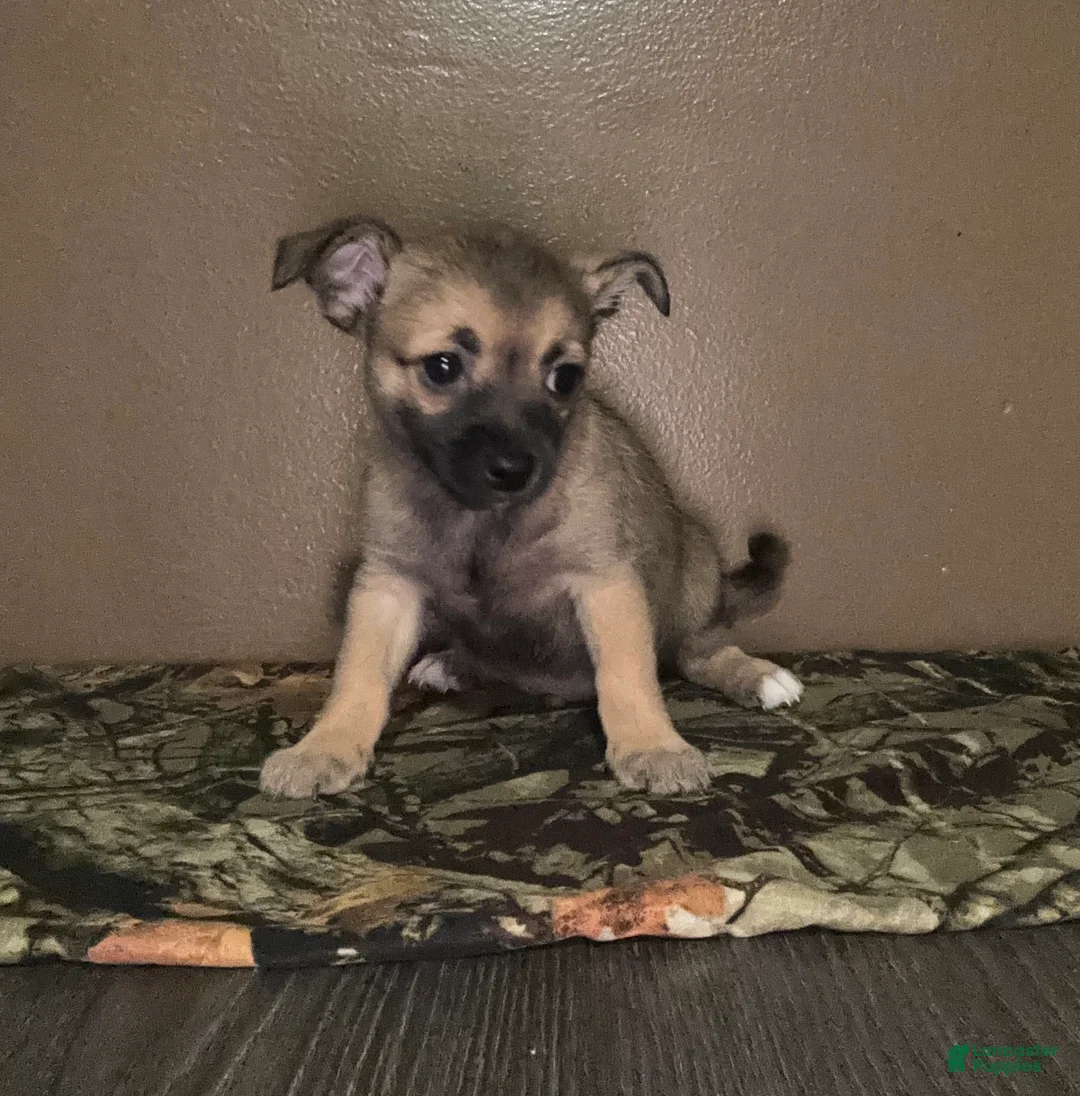 Chihuahua dogs for sale: Chihuahua Puppy 1 - Ad 5