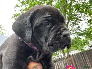 Cane Corso dogs Cane Corso Puppy 3 (purple) - Ad 2