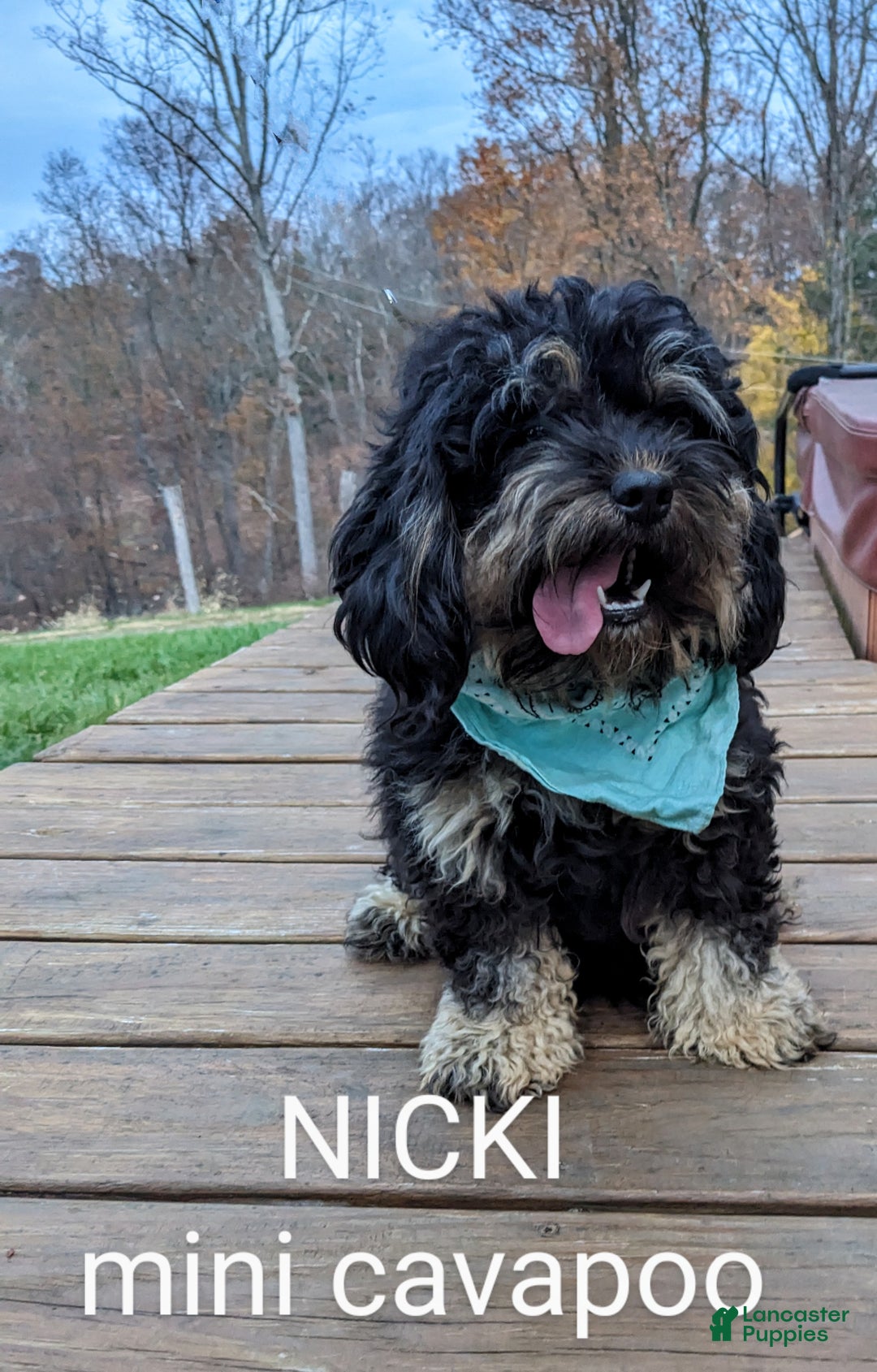 Cavapoo dogs for sale: Bella V. - Ad 5