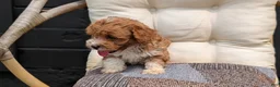 Havapoo dogs for sale: Baxter  - Ad 10