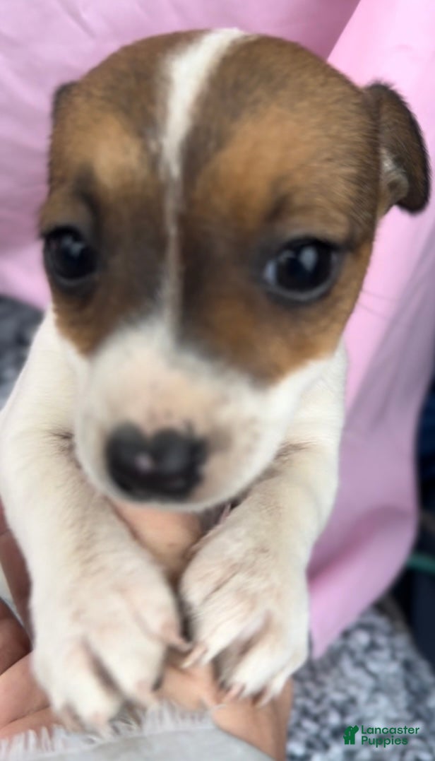 Jack Russell Terrier dogs Bunny - Ad 25