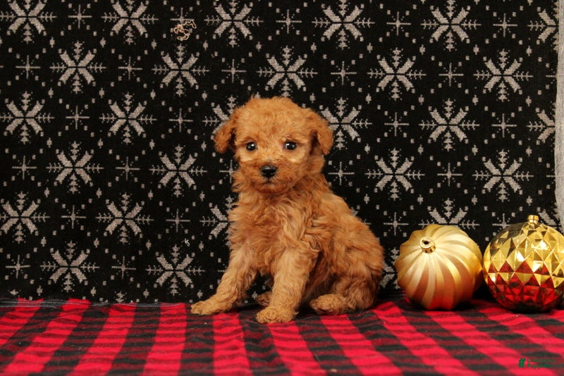 Miniature Poodle dogs Wreath - Ad 42