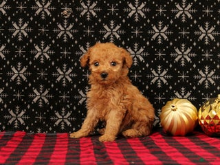 Miniature Poodle dogs Wreath - Ad 34