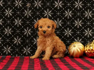 Miniature Poodle dogs Wreath - Ad 29