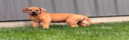 Mixed Breed dogs for sale: Milo - Ad 3