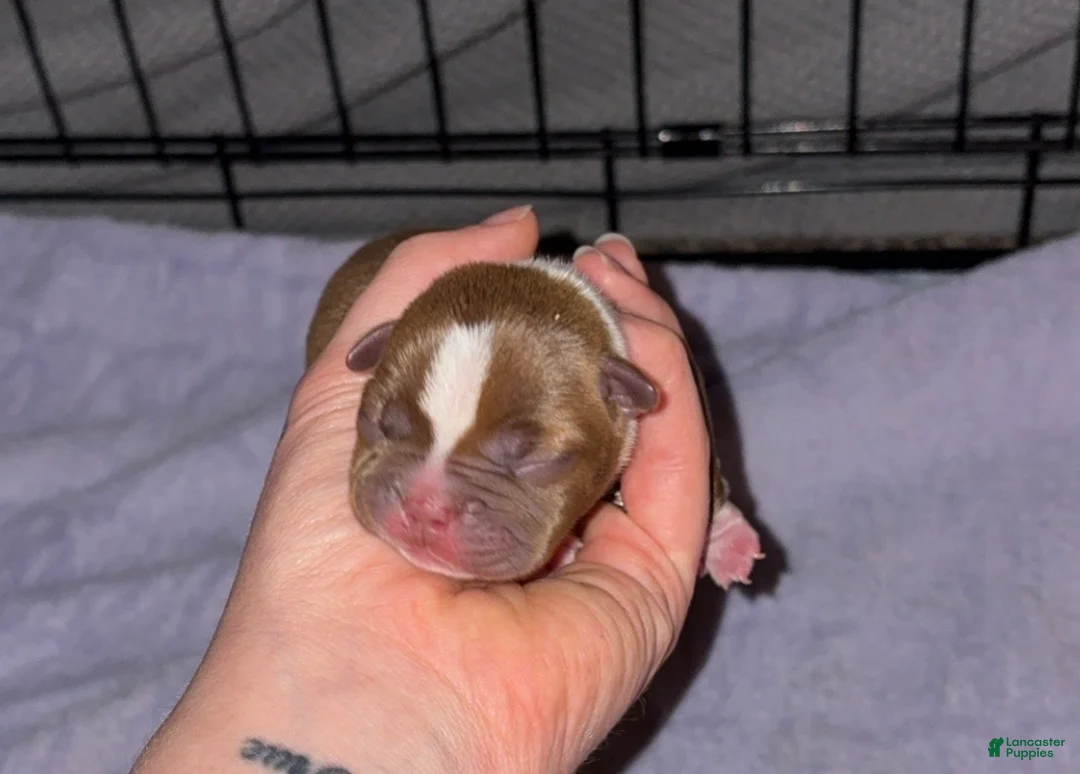 Boston Terrier dogs for sale: Boston Terrier 1 - Ad 1