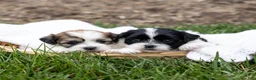 Teddy Bear dogs for sale: Nutmeg - Ad 6