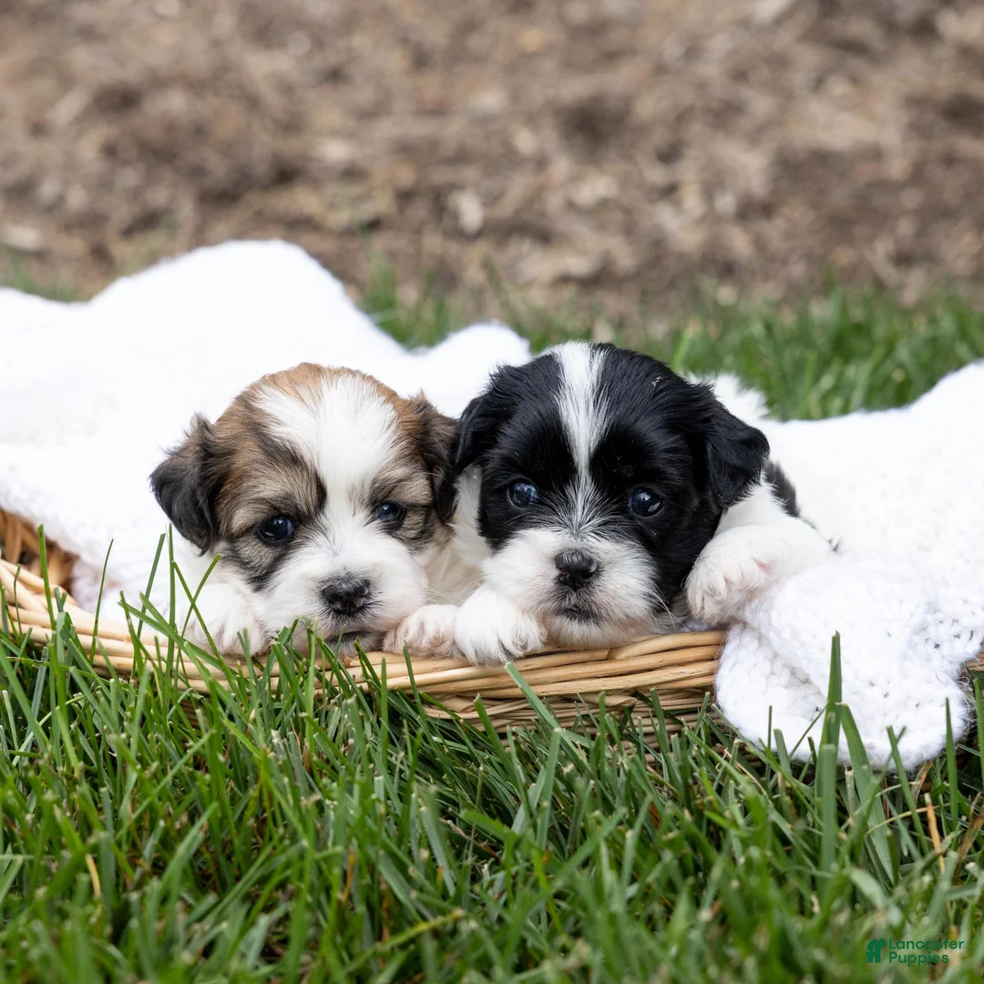 Teddy Bear dogs for sale: Nutmeg - Ad 6