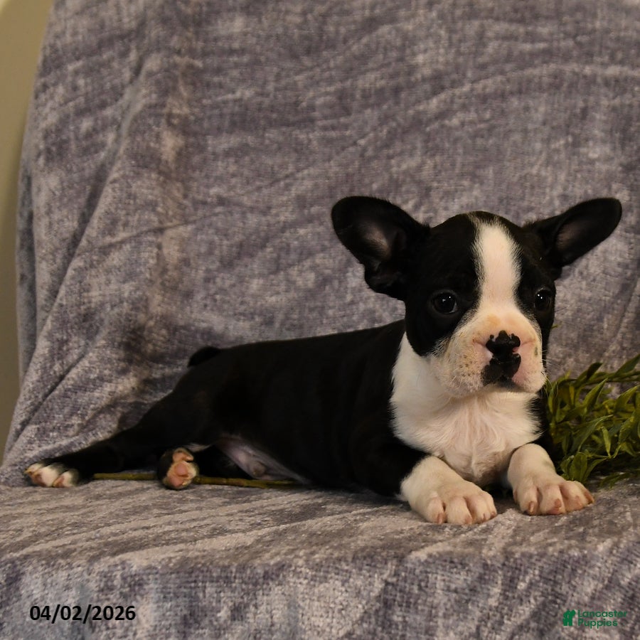 Boston Terrier dogs Duke  - Ad 2