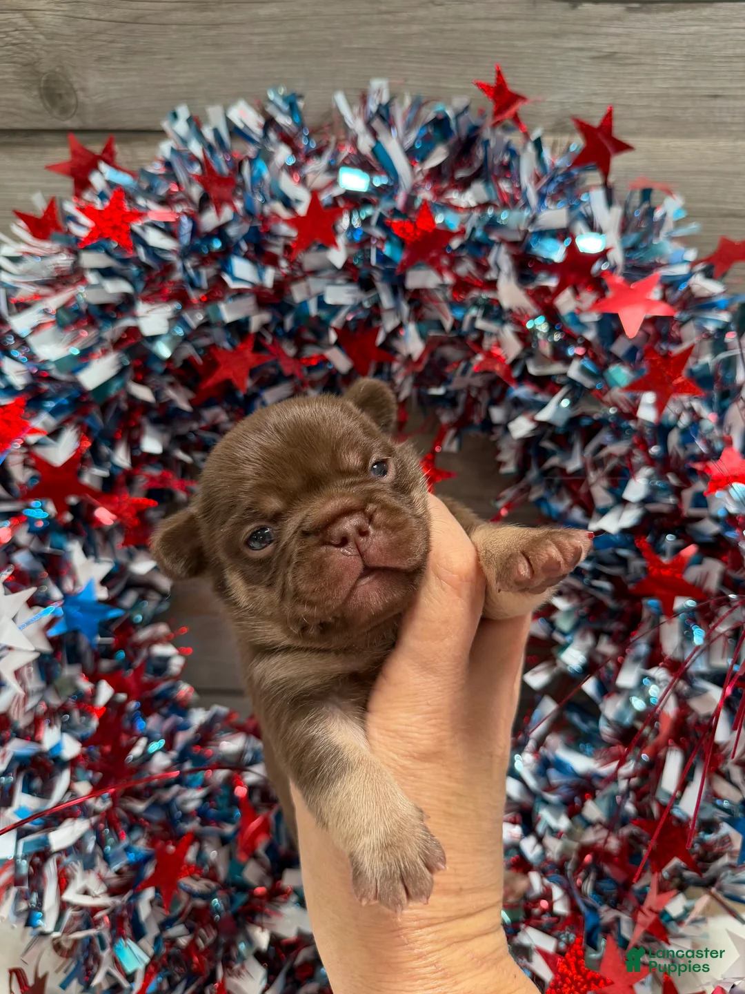French Bulldog dogs for sale: Desert - Ad 1
