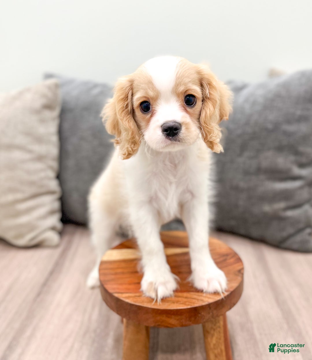 Cavalier King Charles Spaniel dogs for sale: Lucky - Ad 2