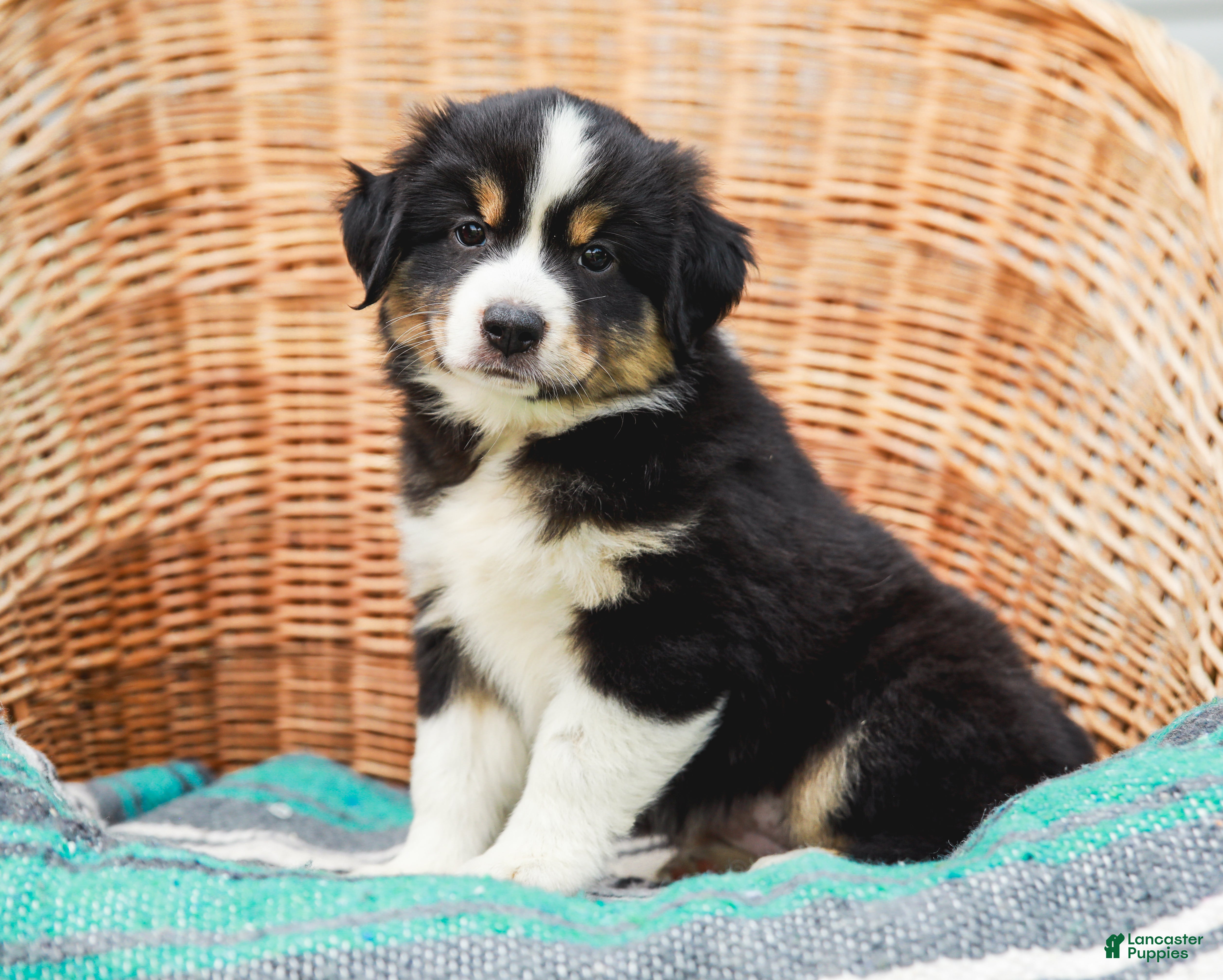 Miniature Australian Shepherd dogs Fern - Ad 1