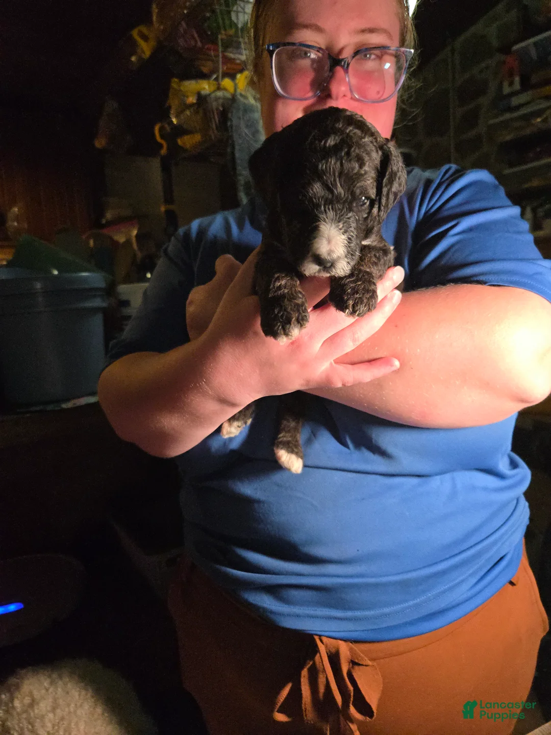 Standard Poodle dogs for sale: Beaumont  - Ad 1