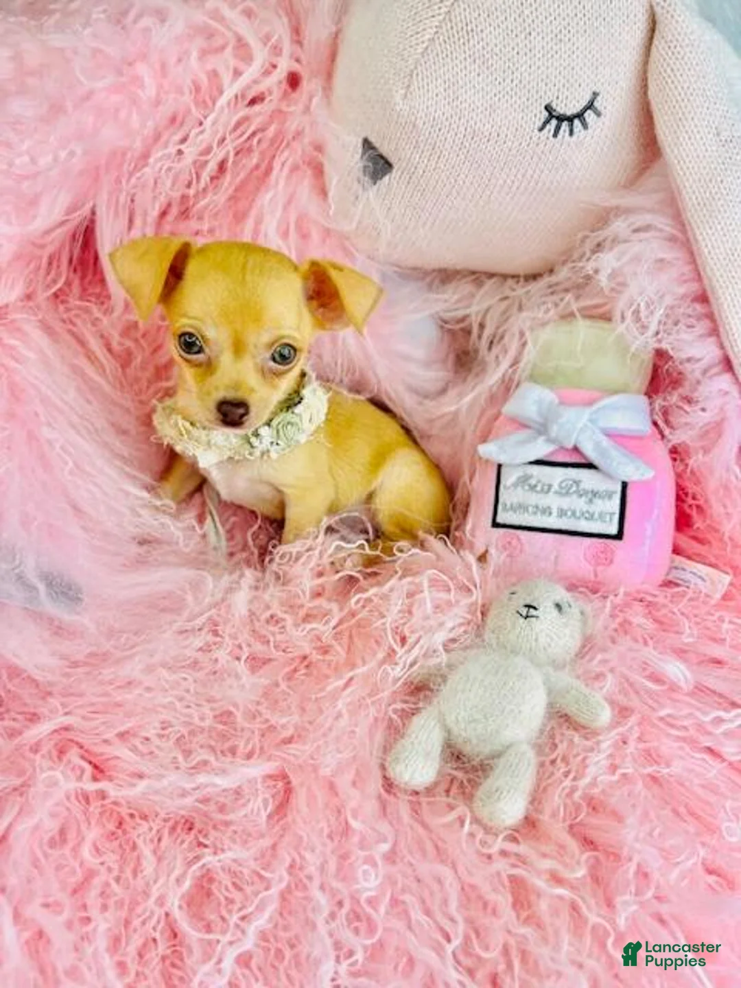 Chihuahua dogs for sale: Chihuahua Puppy 1 - Ad 2