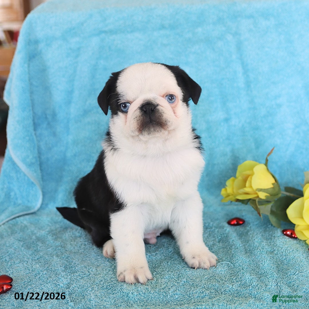 Pug dogs for sale: Mike - Ad 2