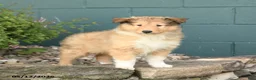 Collie dogs for sale: Molly - Ad 2