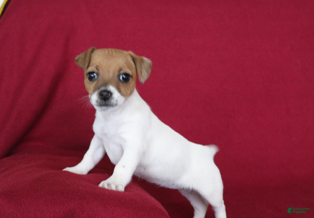 Jack Russell Terrier dogs for sale: Jack Russell Terrier Puppy 1 - Ad 3