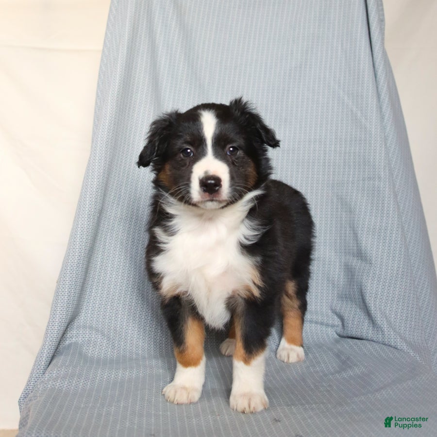 Miniature Australian Shepherd dogs Cheer  - Ad 1