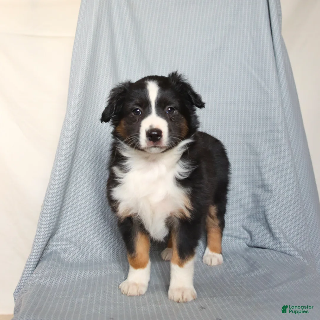 Miniature Australian Shepherd dogs for sale: Cheer  - Ad 1