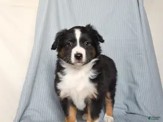 Miniature Australian Shepherd dogs for sale: Cheer - Ad 1