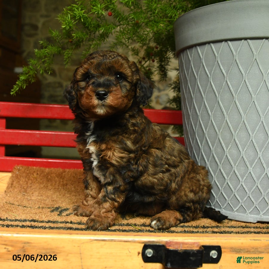 Corgipoo dogs for sale: Lancelot - Ad 4