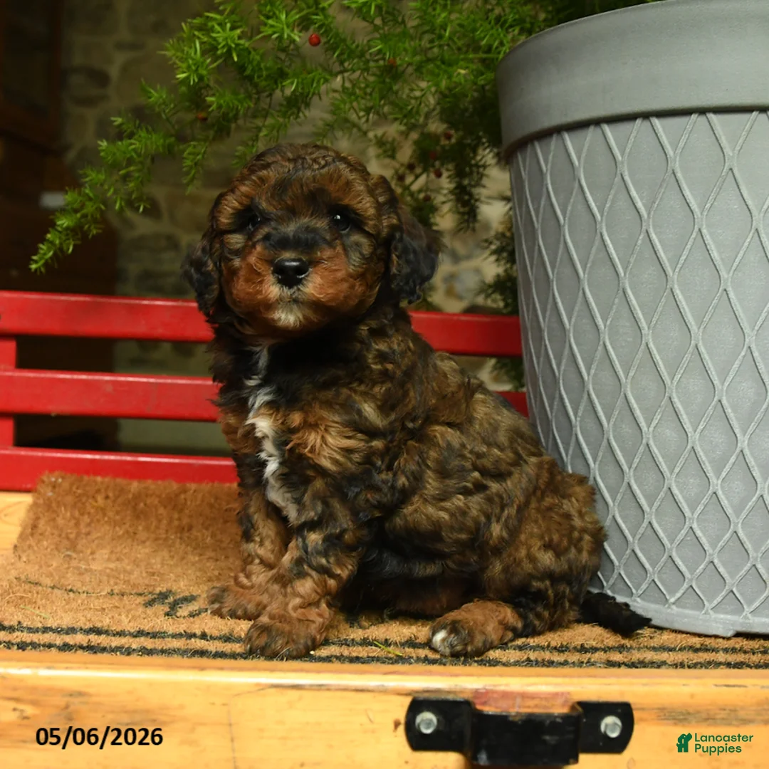Corgipoo dogs for sale: Lancelot - Ad 1