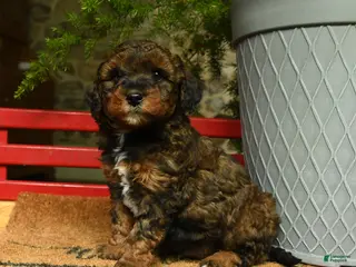 Corgipoo dogs for sale: Lancelot - Ad 4