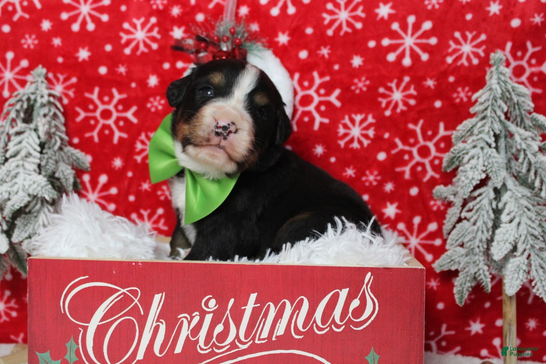 Bernese Mountain Dog dogs for sale: Pumbaa  - Ad 4