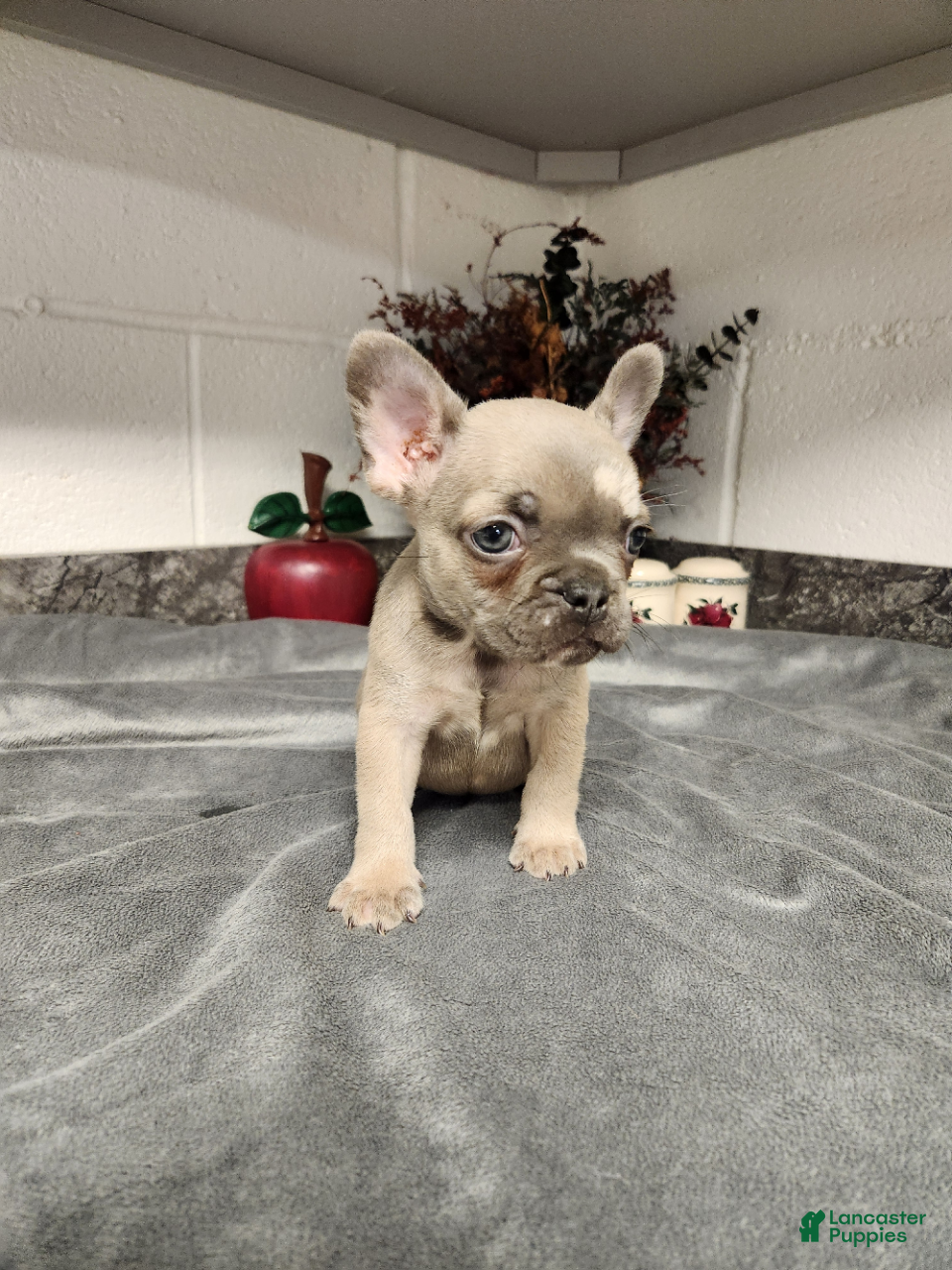 French Bulldog dogs Austin - Ad 2