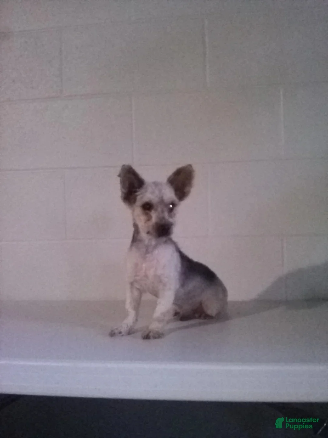 Yorkiepoo dogs for sale: Cara  - Ad 26